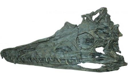 Дыру в эволюции фитозавров заштопали попозавроидом