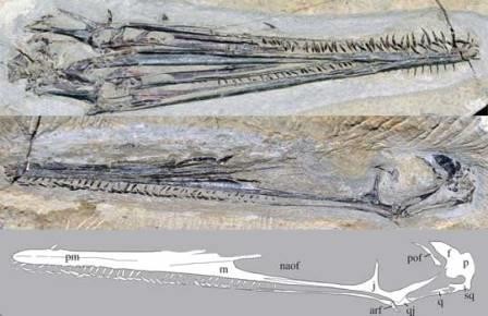 Фламинго юрского периода. найден первый птерозавр-фильтратор
