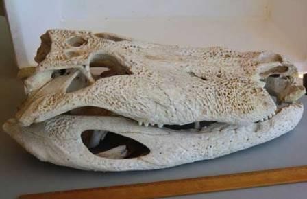 Флоридский аллигатор оказался живым ископаемым