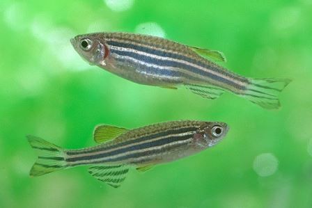 Форму тела у рыб научились менять с помощью генной «психотерапии»