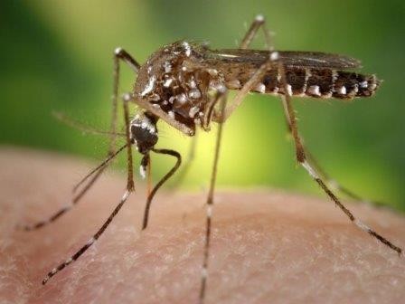 Ген превращает комаров-самок в самцов