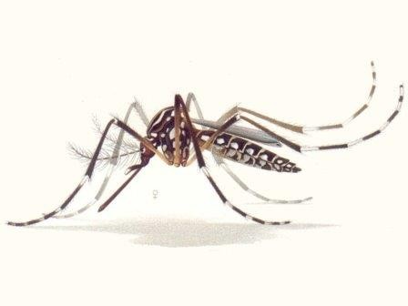 Генетически модифицированные комары будут готовы к весне