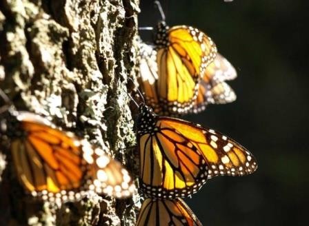Генетика бабочек-монархов помогла объяснить их миграцию