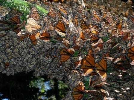 Генетика бабочек-монархов помогла объяснить их миграцию