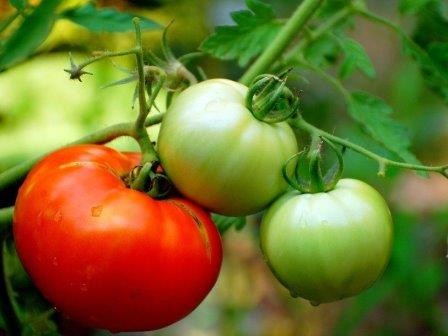 Генетики хотят вернуть помидорам прежний вкус