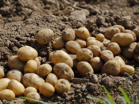 Генетики изучают историю болезни картофеля