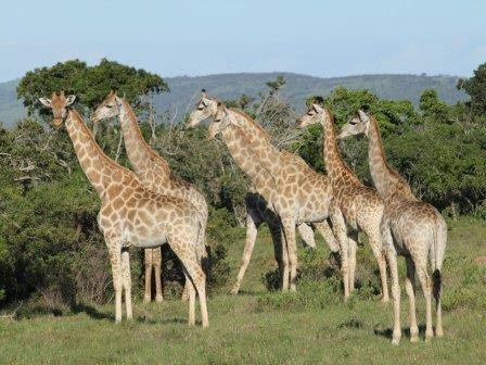 Генетики разделили жирафов на четыре вида
