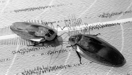 Генетики выяснили, где жили предки всех современных тараканов