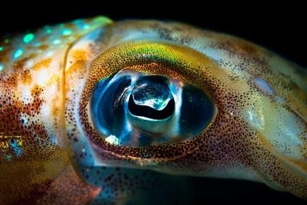 Генетики выяснили, почему у людей и кальмаров одинаковые глаза