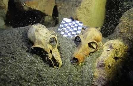 Гигантские лемуры устраивали кладбища в пещерах
