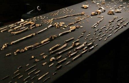 Голые кости: пять предков человека, известных всего по горстке окаменелостей