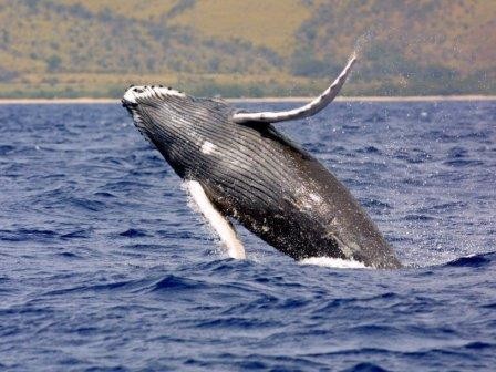 Горбатые киты аравийского моря провели в изоляции тысячелетия