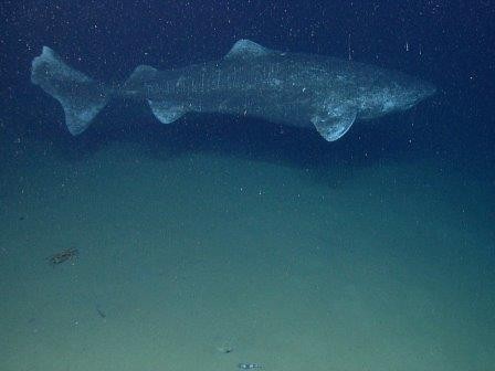 Гренландская полярная акула может прожить больше 400 лет