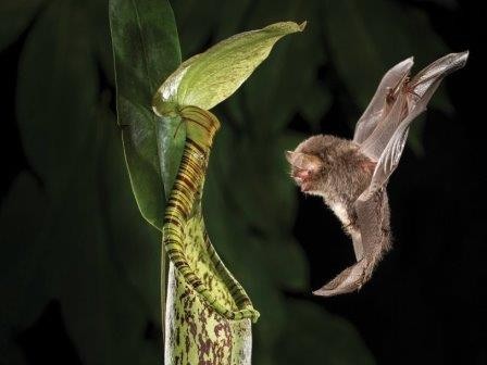 Хищное растение дает акустические сигналы летучим мышам