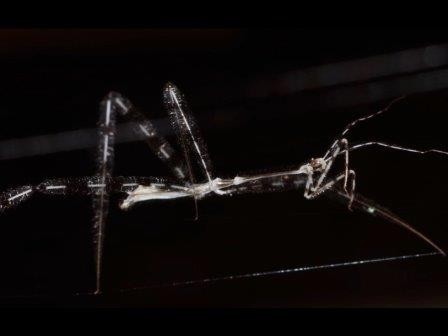 Хищные клопы нападают на пауков на их собственной паутине