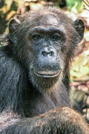 Иерархия у шимпанзе: королевы обезьян раскрывают тайны