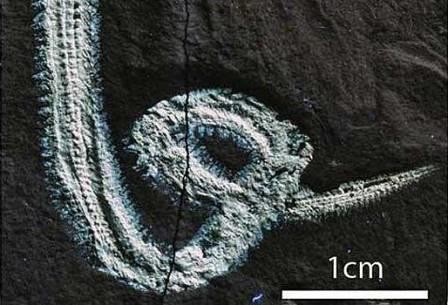 Ископаемого морского червя назвали в честь рок-звезды