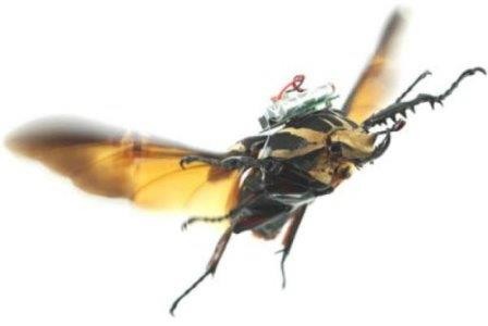 Исследователи с высокой точностью управляют полетом жука-киборга. видео