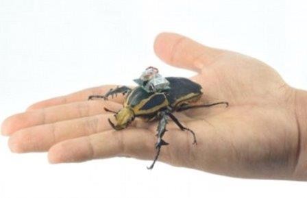 Исследователи с высокой точностью управляют полетом жука-киборга. видео