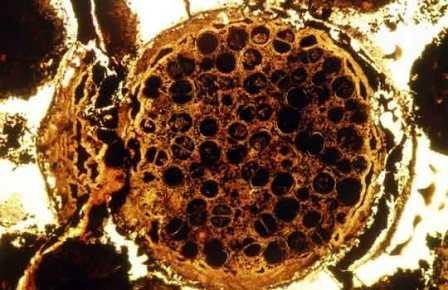 История многоклеточных увеличилась на 60 млн лет