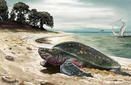 Историю морских черепах продлили на 25 млн лет