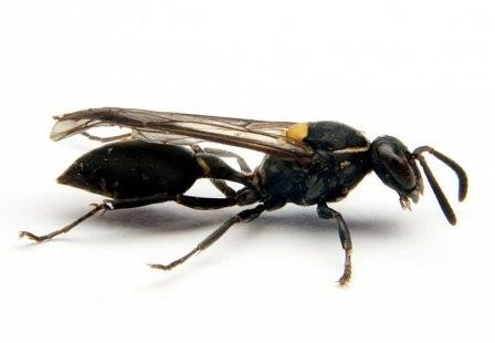 Яд осы убивает раковые клетки, разрывая их мембрану