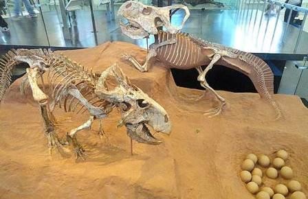 Яйца цератопсов опять ускользнули от ученых