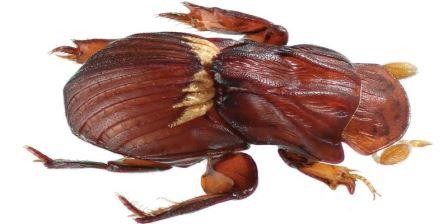 Японские энтомологи обнаружили новый вид жука