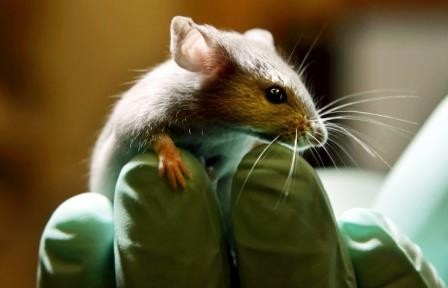 Японские ученые восстановили слух мыши при помощи генной терапии