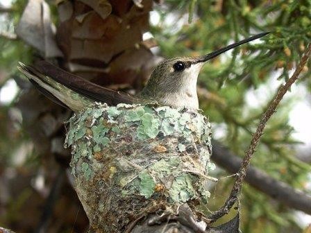 Ястребы помогают колибри безопасно вырастить птенцов