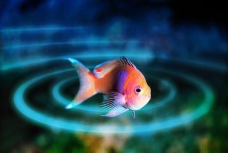 Электрические свойства всех рыб имеют общий генетический фундамент