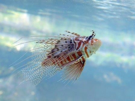 Эволюционный успех рыб не связан с удвоением генома
