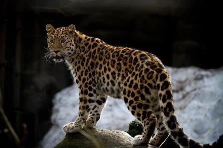 Кадры «танцующей» самки леопарда получили ученые в нацпарке приморья
