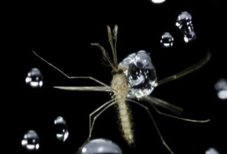 Как комары летают под дождем. видео