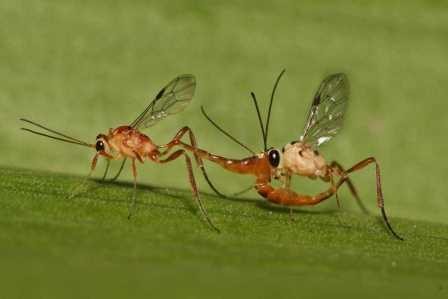 Как паразиты насекомых «воюют» в теле хозяина