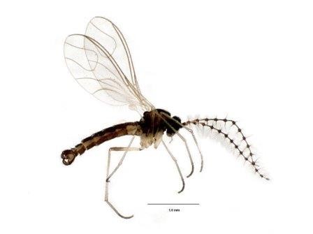 Карельские ученые открыли одиннадцать видов живущих в упавших деревьях насекомых