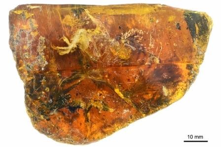 Китайские палеонтологи купили в мьянме кусок янтаря с мезозойским птенцом