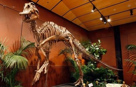 Китайские ученые извлекли из-под земли практически полный скелет гадрозавра