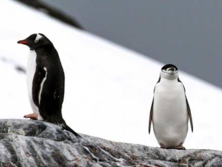 Климатические изменения создают опасность для пингвинов