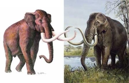 Колумбийский мамонт и трогонтериевый слон оказались одним видом
