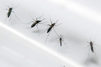 Комары любят людей на генетическом уровне