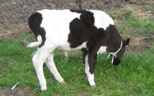 Компания «равис» вкладывается в молочное животноводство - «челябинская область»
