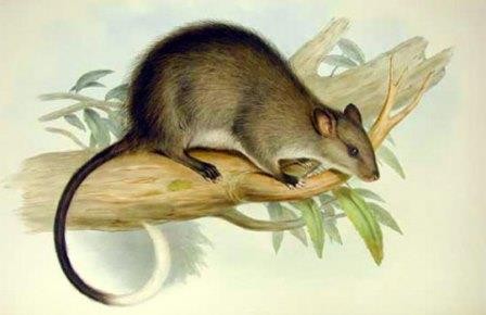 Крупнейших в истории крыс люди съели 1000 лет назад