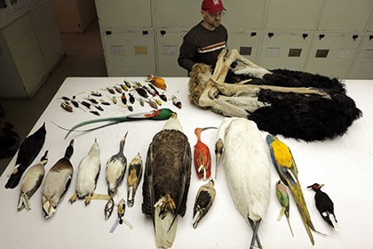Крупнейший международный проект генетиков ответил на главные вопросы эволюции птиц