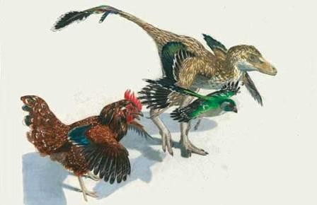 Курица оказалась самой близкой к динозаврам птицей