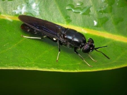 Личинки мух превратят отходы в пищу