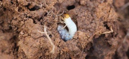 Личинки пластинчатоусых жуков живут в термитниках