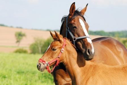 Лошади умеют «разговарить» друг с другом