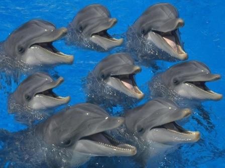 Магниты привлекают дельфинов