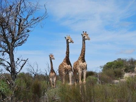 Матери-жирафы объединяются для защиты детенышей